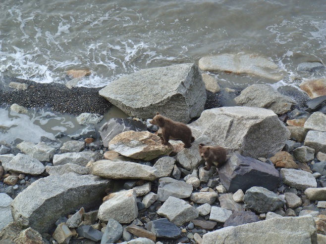 Grizzly Cubs